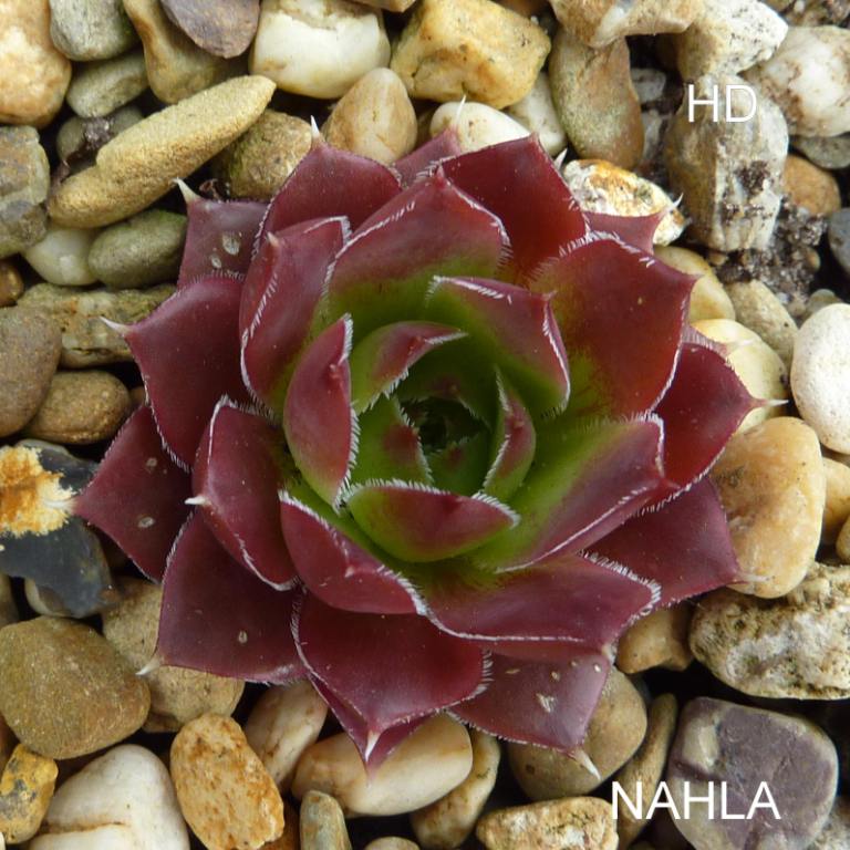 Nahla / Jovi