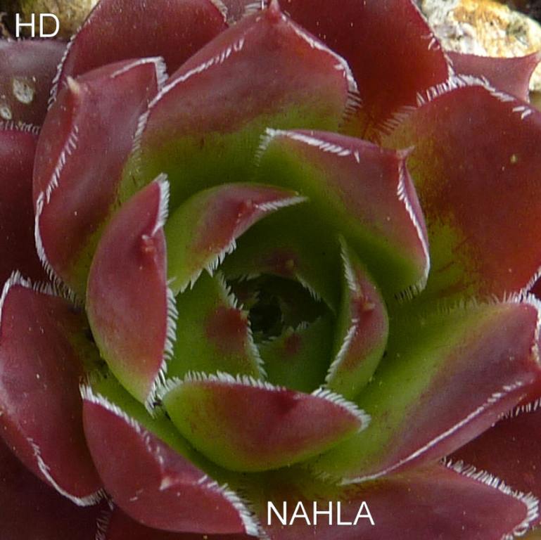 Nahla / Jovi