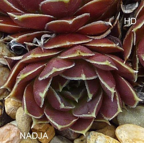 Nadja / Jovi