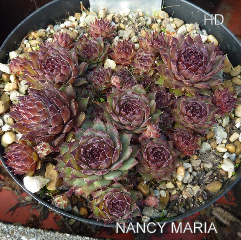 Nancy Maria