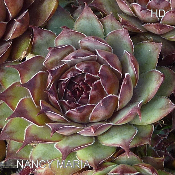 Nancy Maria