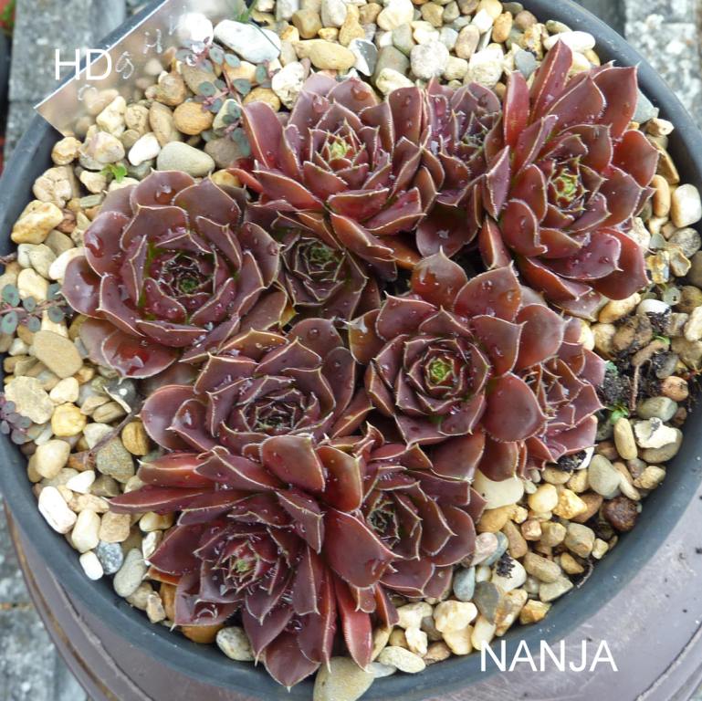 Nanja / Jovi ( II )