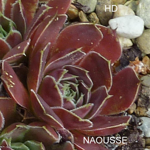 Naousse / Jovi