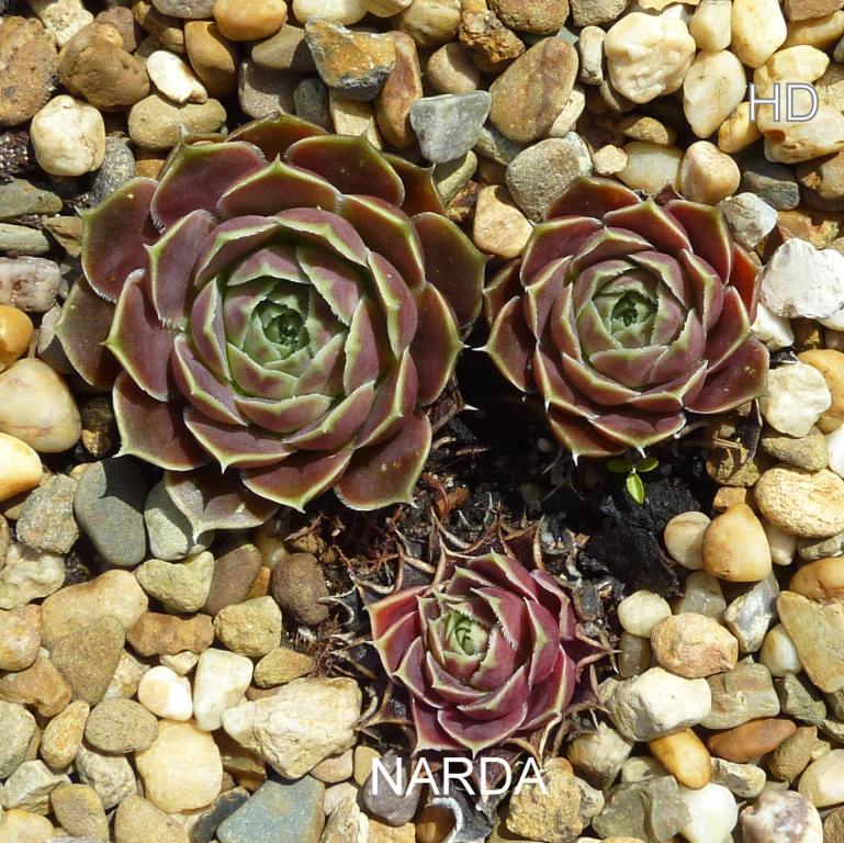 Narda / Jovi