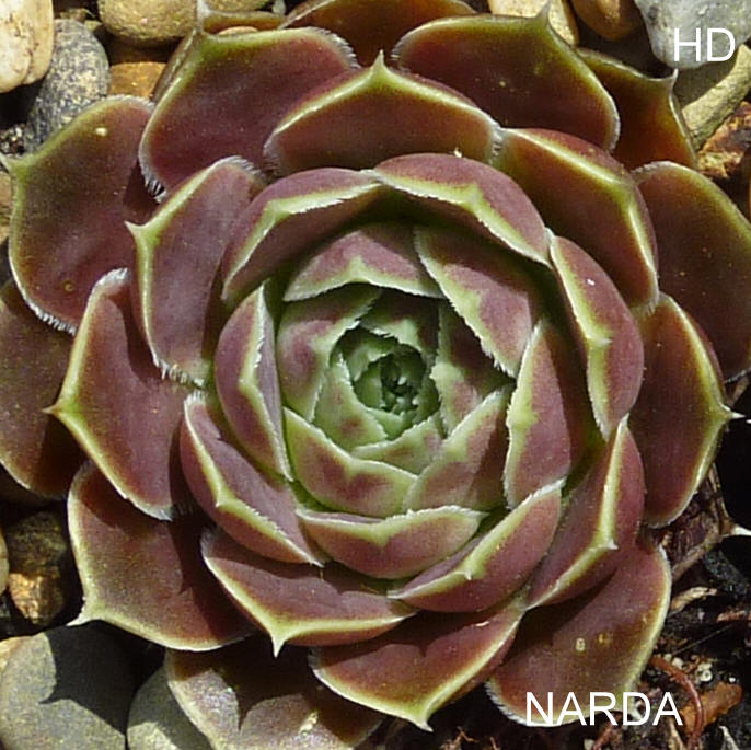 Narda / Jovi