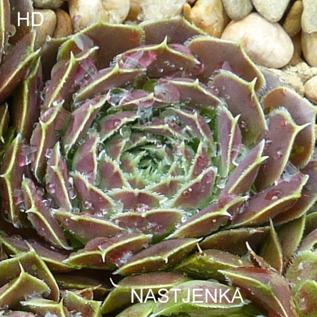 Nastjenka / Jovi