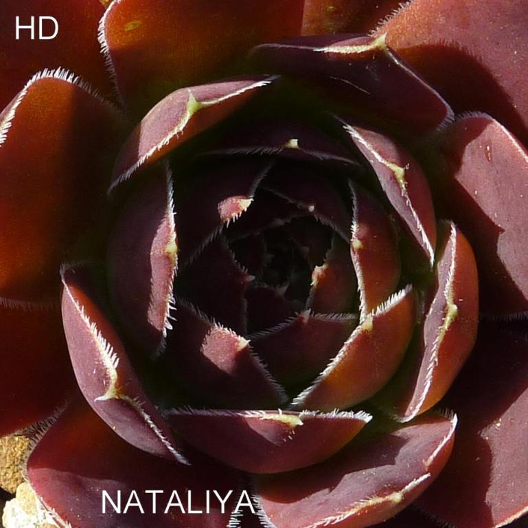 Nataliya / Jovi
