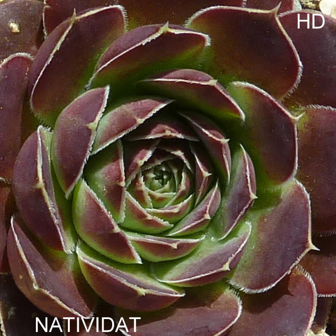Natividad / Jovi