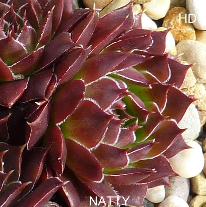 Natty / Jovi