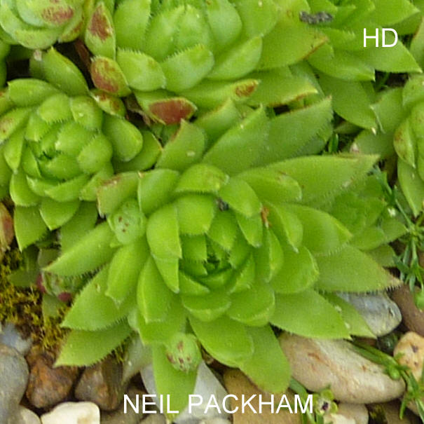 Neil Packham / Jovi