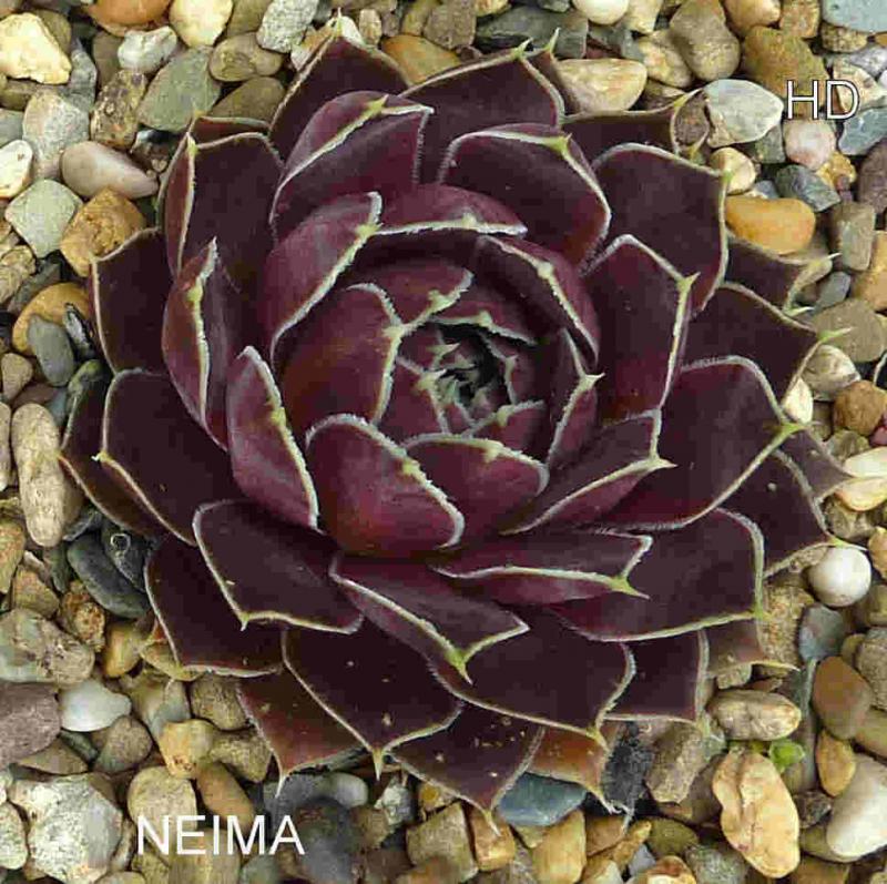 Neima / Jovi