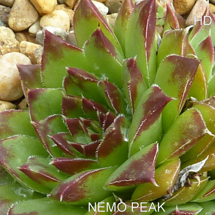 Nemo Peak / Jovi