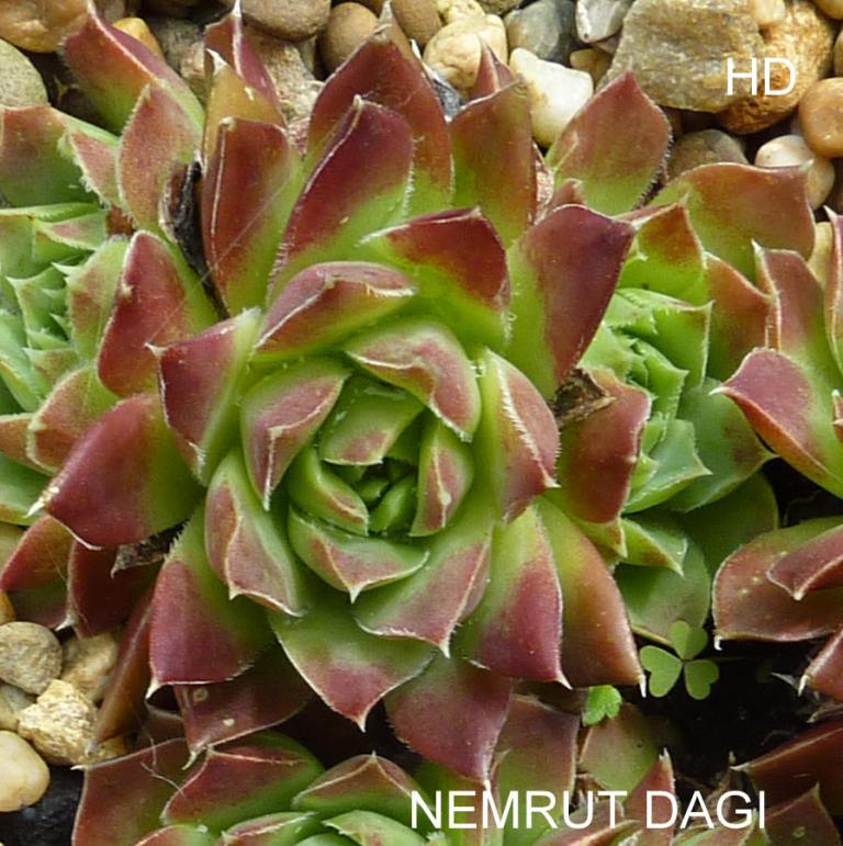 Nemrut Dagi / Jovi