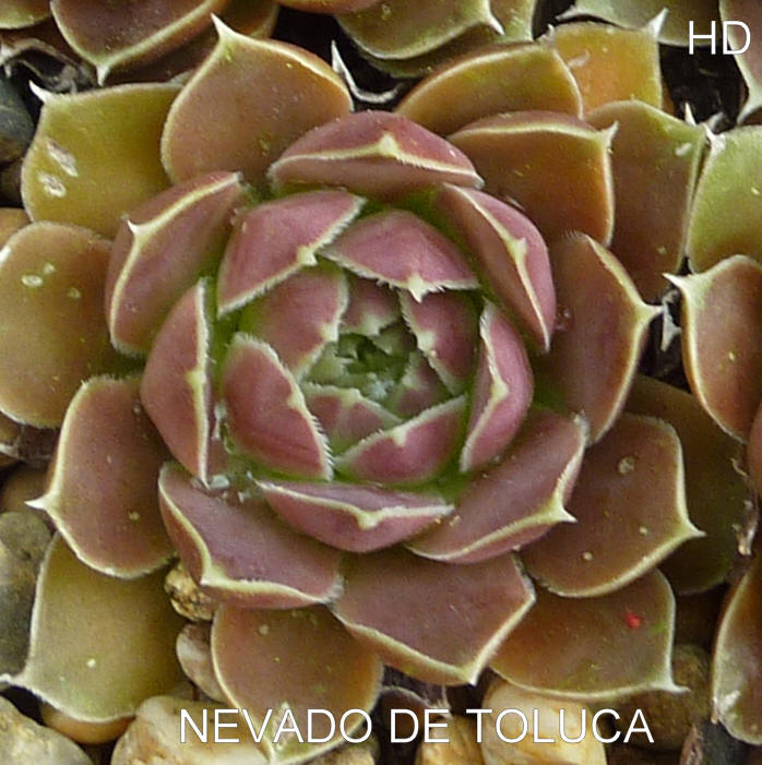 Nevado de Toluca / Jovi