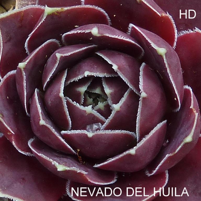 Nevado Del Huila / Jovi