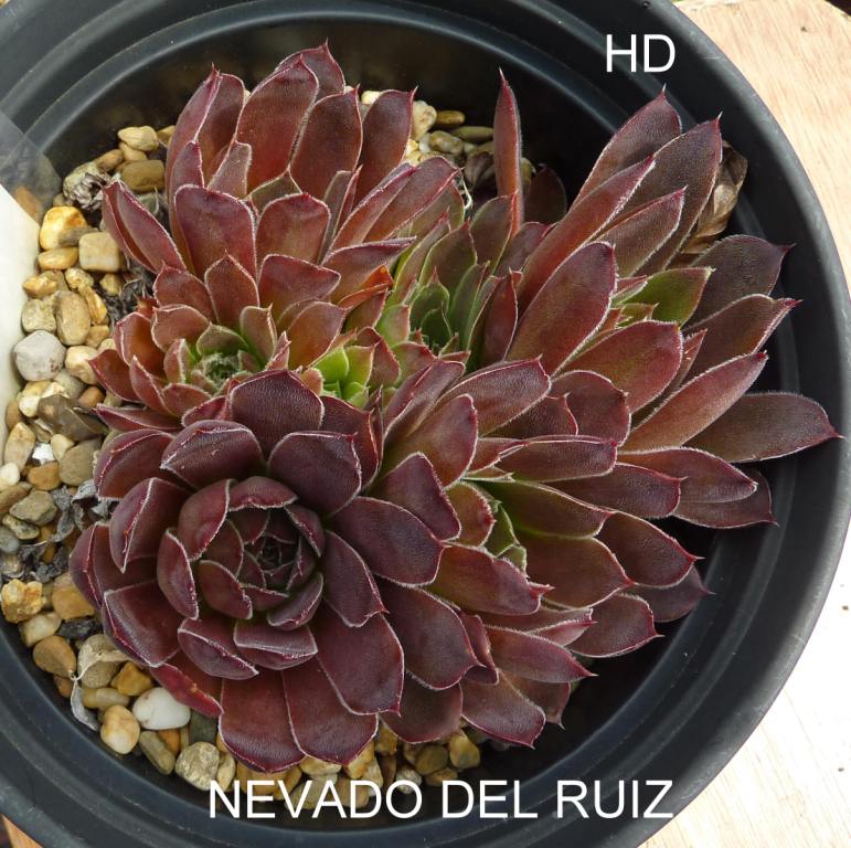 Nevado Del Ruiz / Jovi