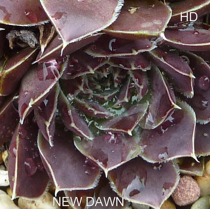 New Dawn / Jovi