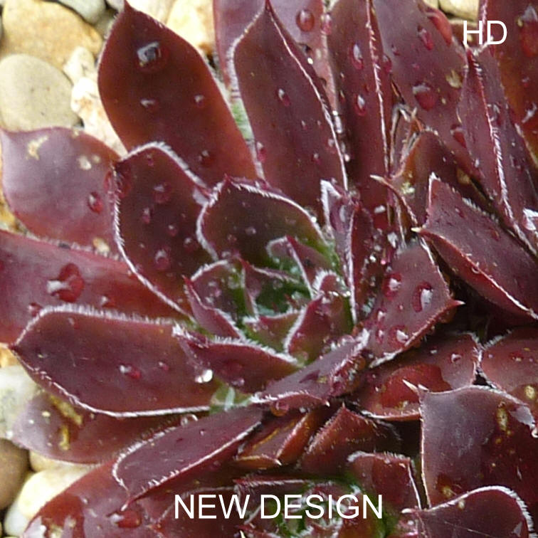New Design / Jovi