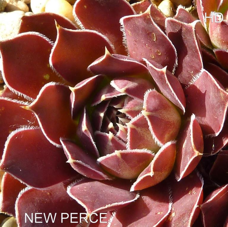 New Perce / Jovi