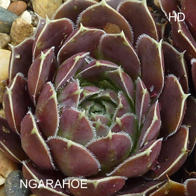Ngarahoe / Jovi