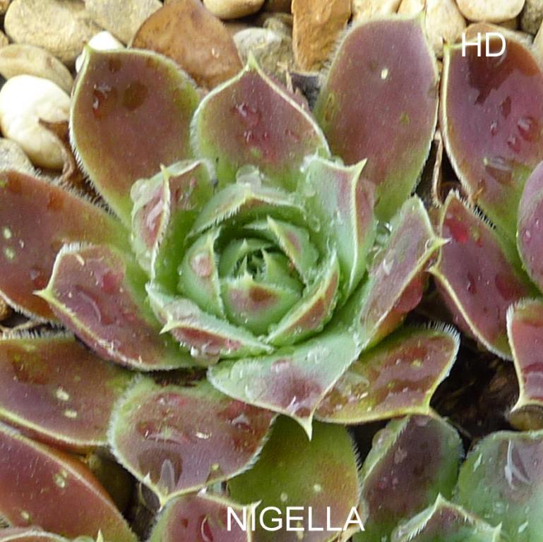 Nigella / Jovi