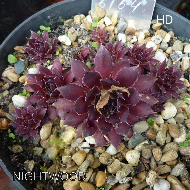 Nightwood