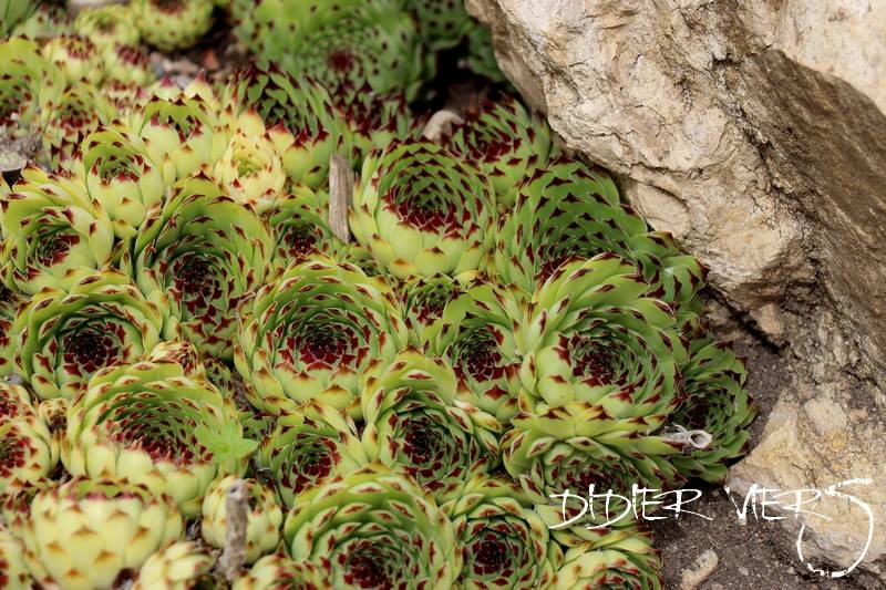 Nigricans