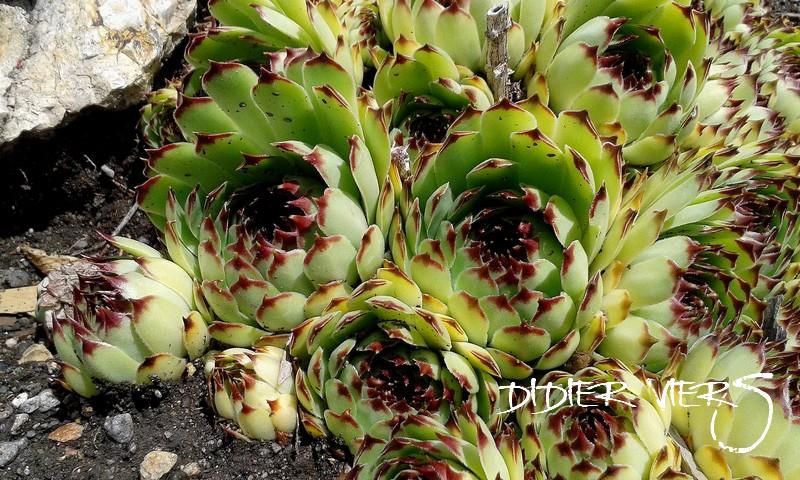 Nigricans