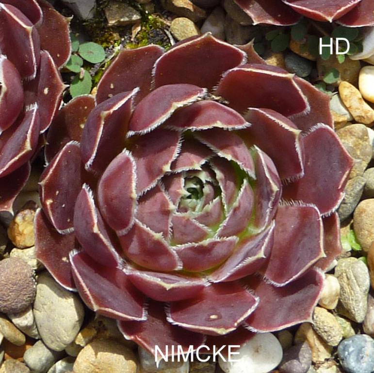 Nimcke / Jovi