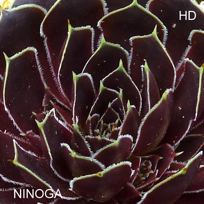 Ninoga / Jovi