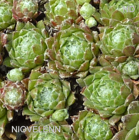 Niovelenn