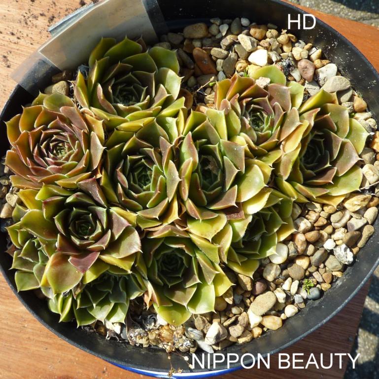 Nippon Beauty / Jovi