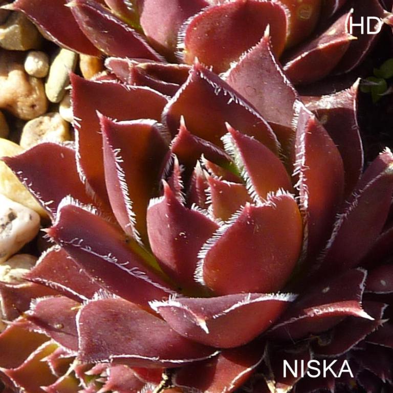 Niska / Jovi