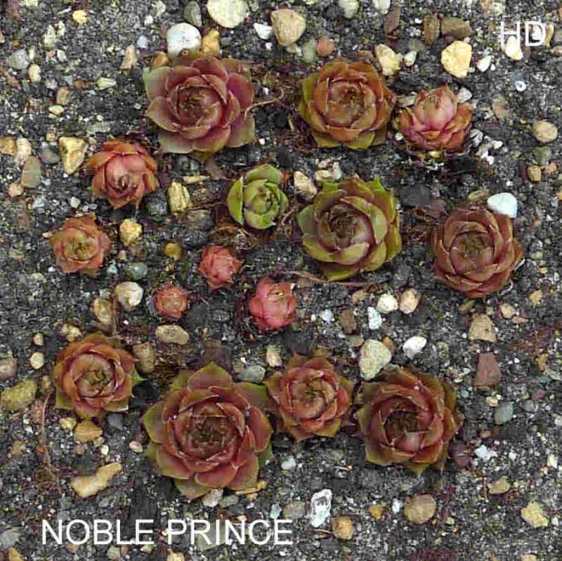 Noble Prince