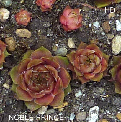 Noble Prince