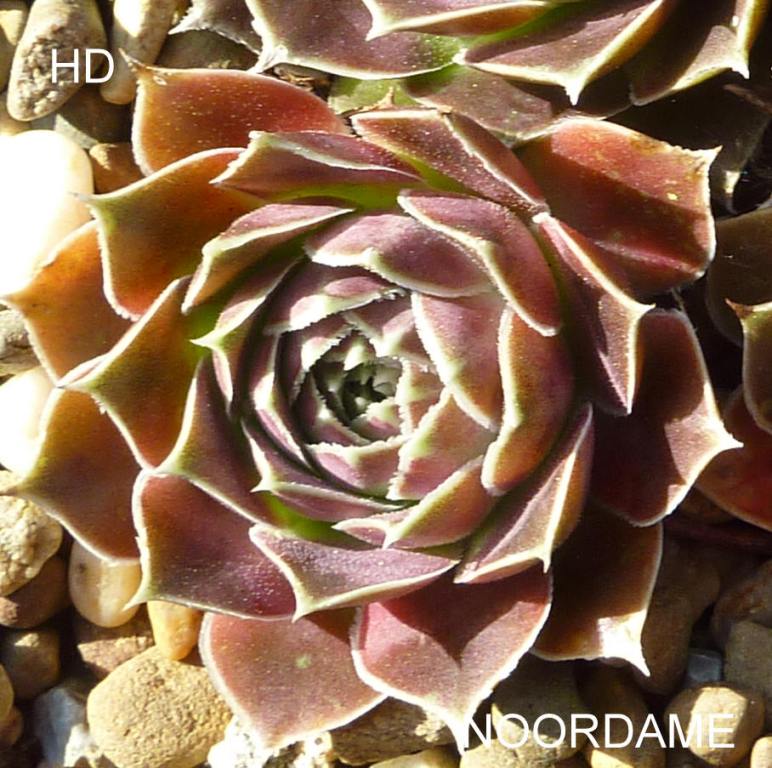 Noordame / Jovi