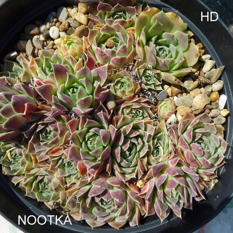 Nootka / Jovi