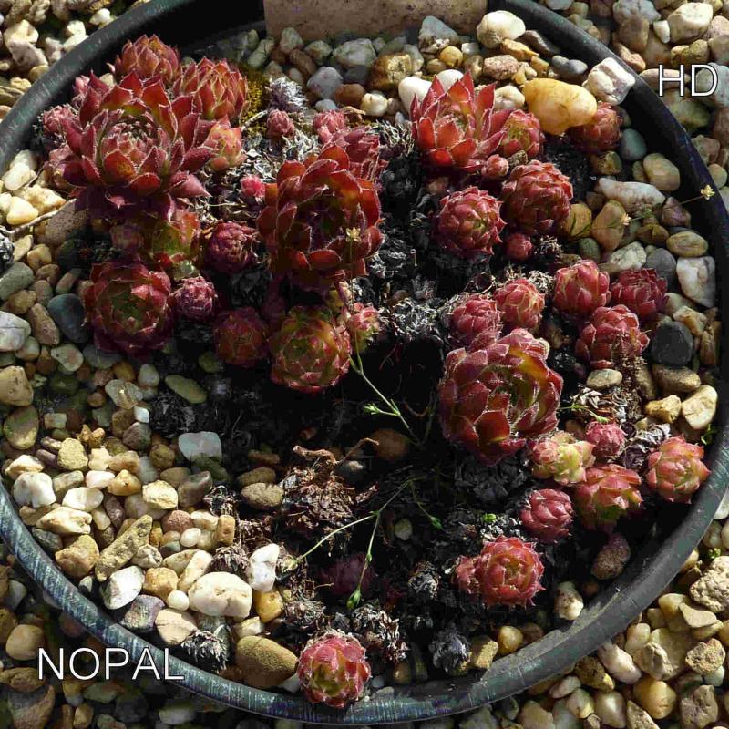 Nopal