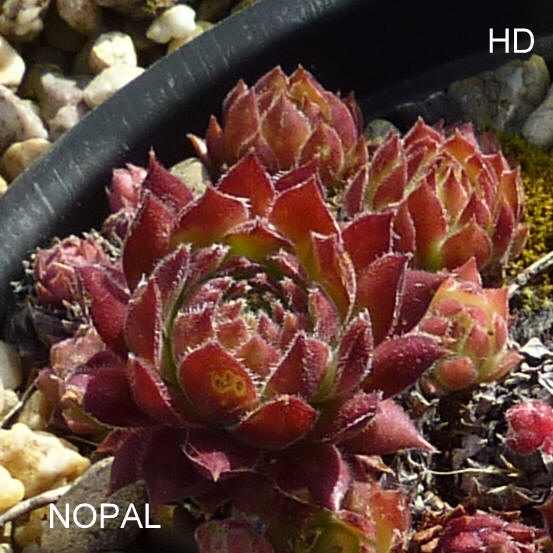 Nopal