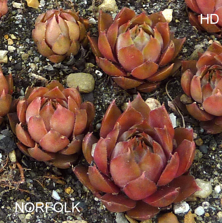 Norfolk