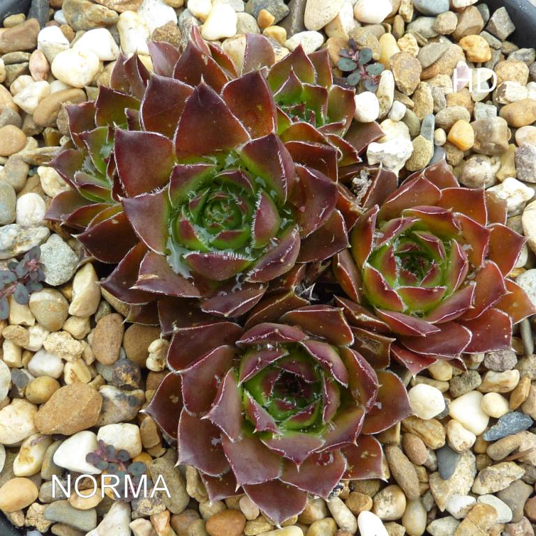 Norma / Jovi