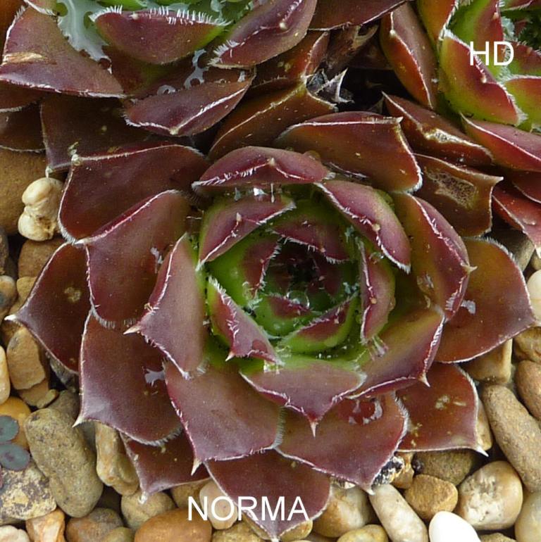 Norma / Jovi