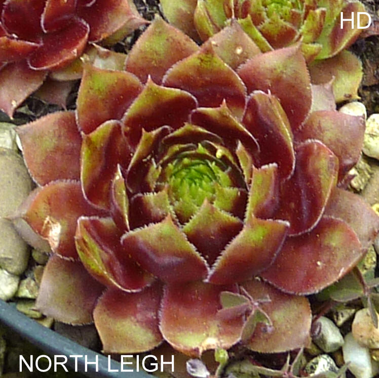 North Leigh 2