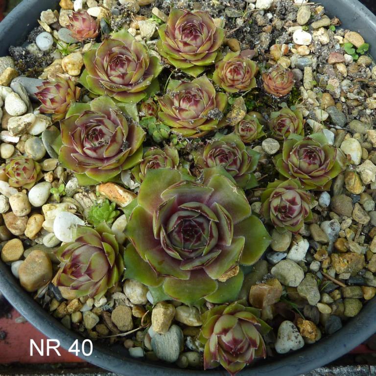 Nr 40