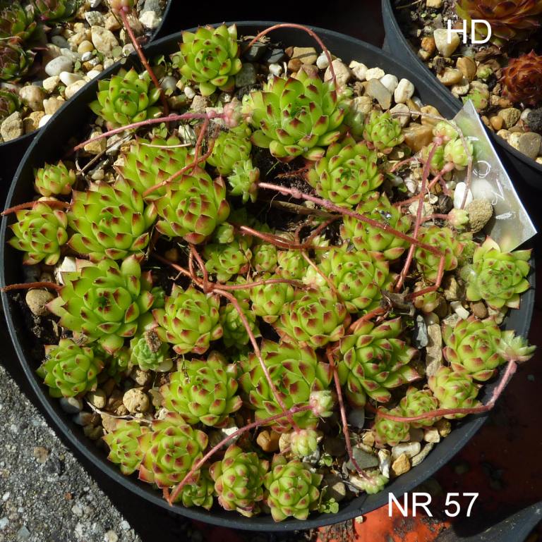 Nr 57