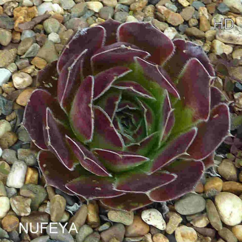 Nufeya / Jovi