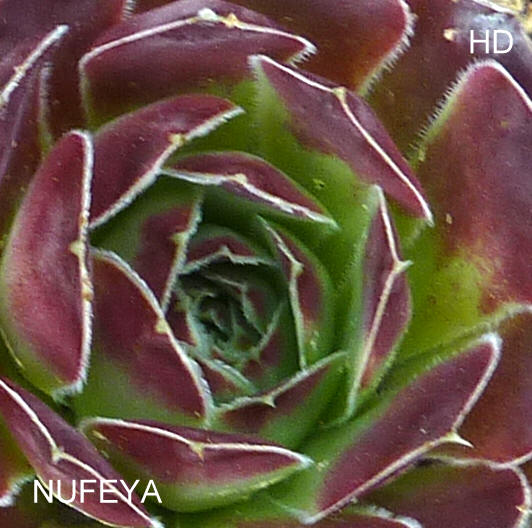 Nufeya / Jovi
