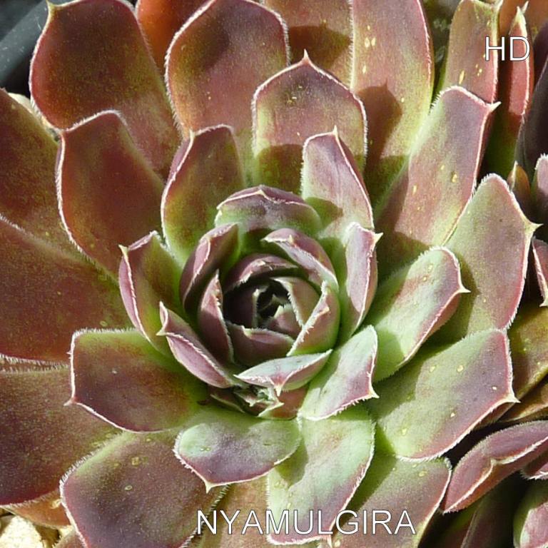 Nyamuragira / Jovi