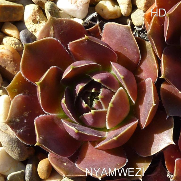 Nyamwezi / Jovi