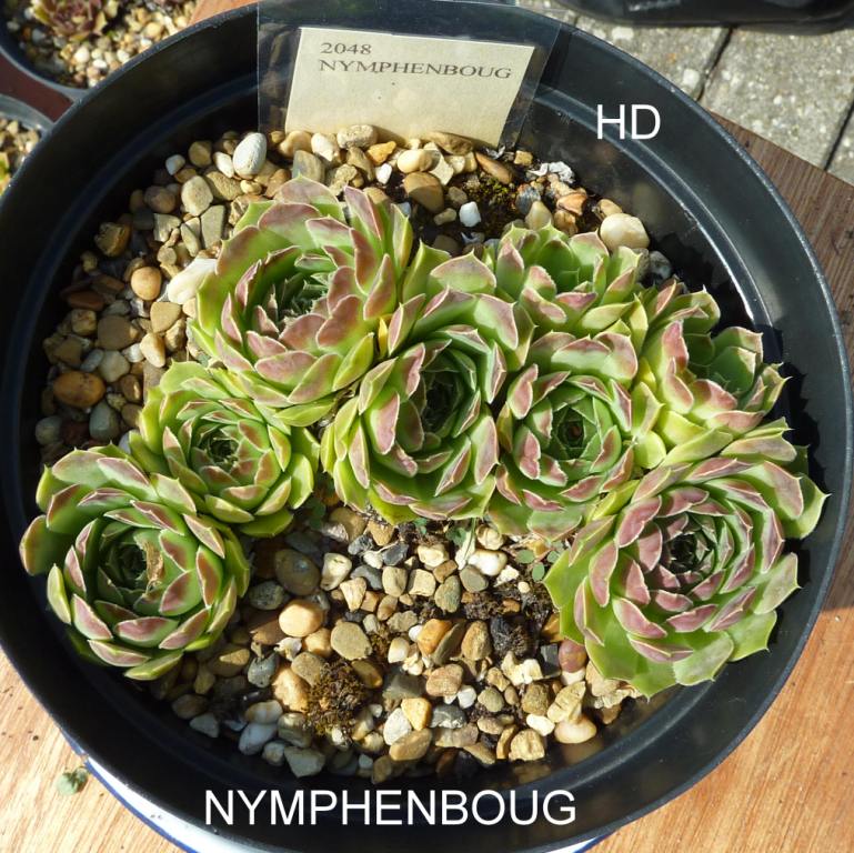 Nymphenburg / Jovi